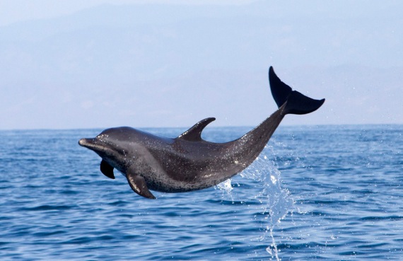 Spotted dolphin, Puerto Escondido<br />Photo: Lorenzo Bini