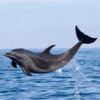 Whales And Dolphins, Oh My!