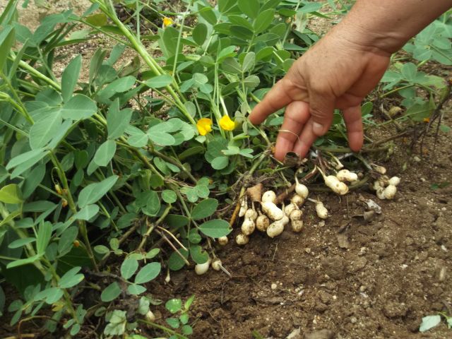 Peanuts, Tomatal