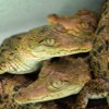 Crocodile Sanctuary in Ventanilla