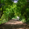 In the Shade of the Neem
