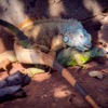 Una visita al Iguanario