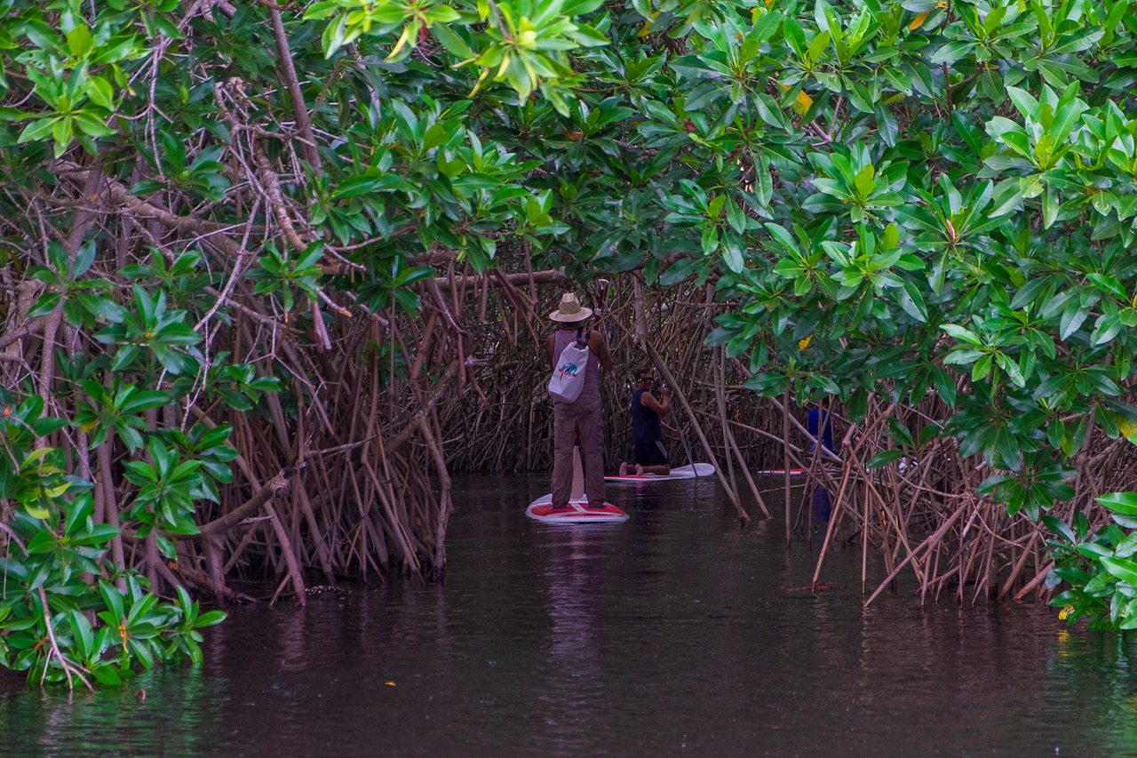 Paddle Boarding in Puerto Suelo
