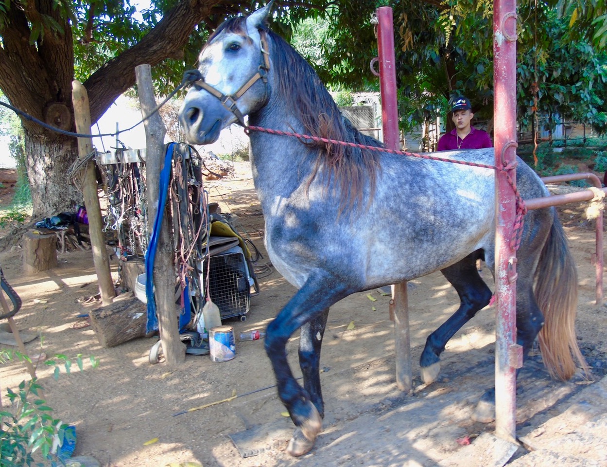Azteca Horse