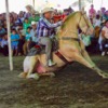 Dancing Horses