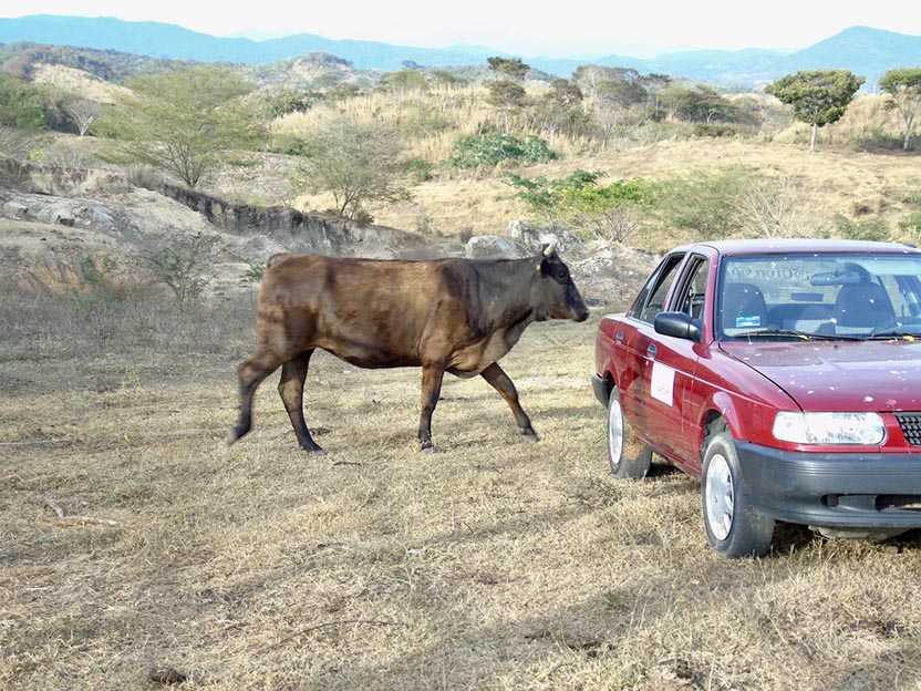 Cattle Ranches on the Coast. Photo: Ernesto J. Torres