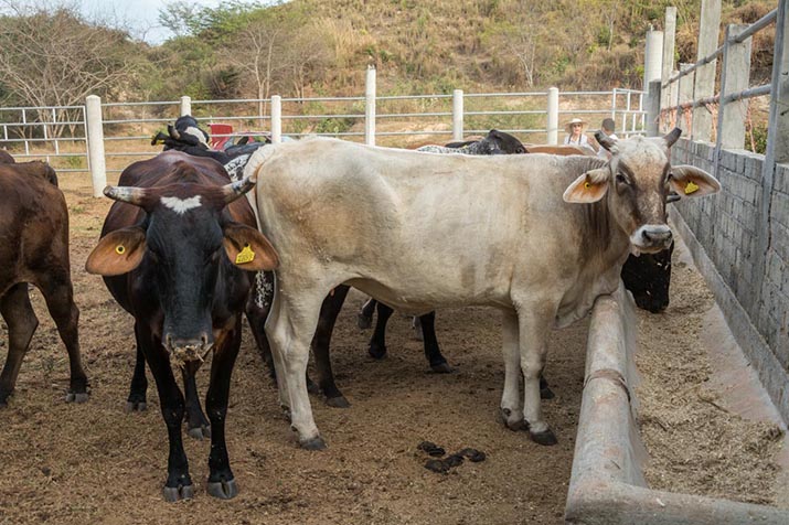 The cows ate first. Photo: Ernesto J. Torres