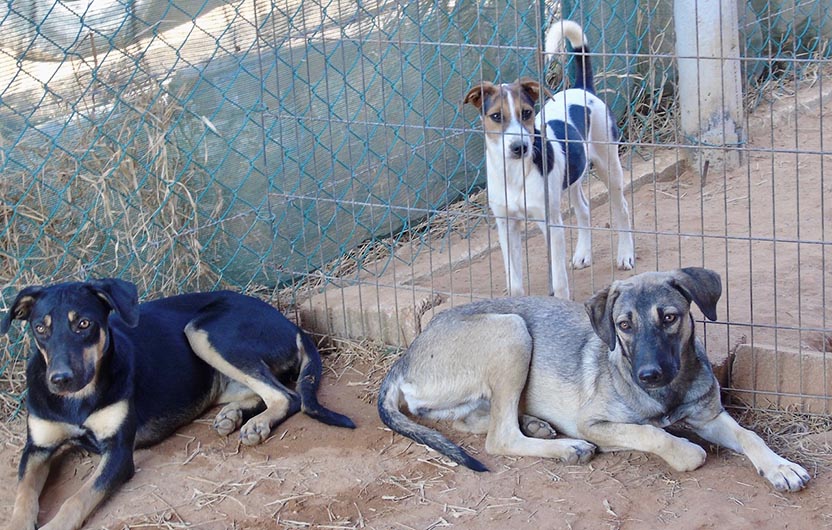 Sanctuary for sick and abandoned dogs. Photo: Ernesto J. Torres
