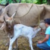 Cattle Ranches on the Coast