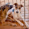 Sanctuary for Sick and Abandoned Dogs