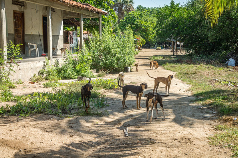The Lagoons of Chacahua. Photo: Ernesto J. Torres