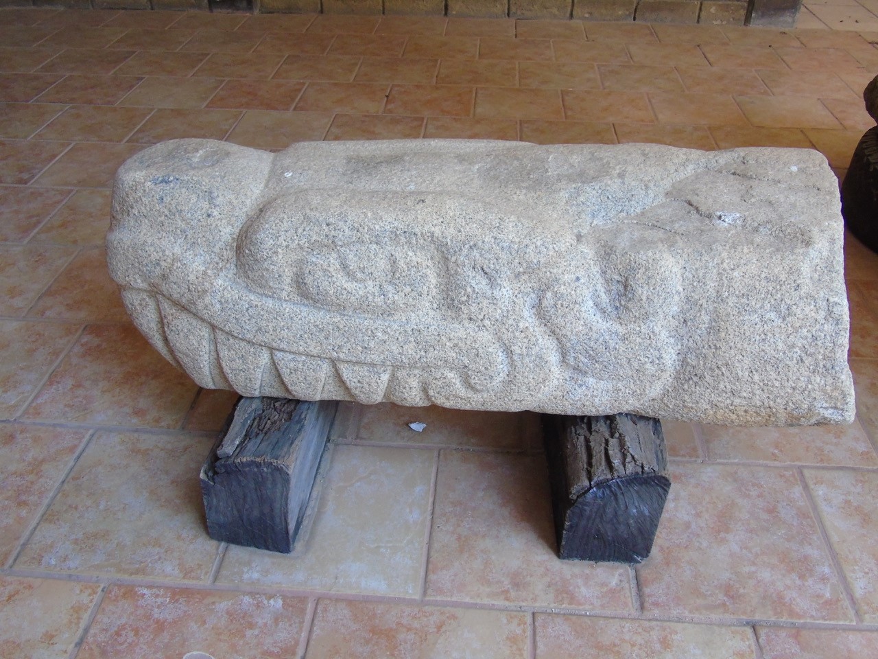 crocodile