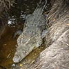 Crocs: Victims of Covid Fake News