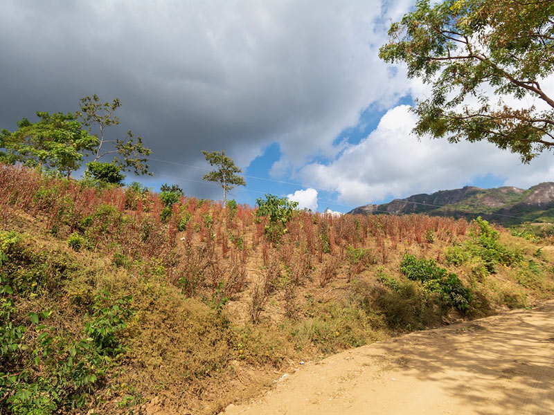 San Francisco Cozoaltepec. Photo: Ernesto J. Torres