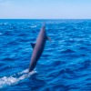 Swimming with Dolphins: An exhilarating adventure