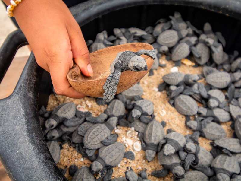 Baby turtle release, Bacocho Beach.