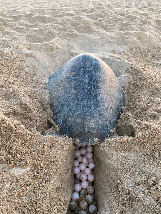 Turttle and eggs