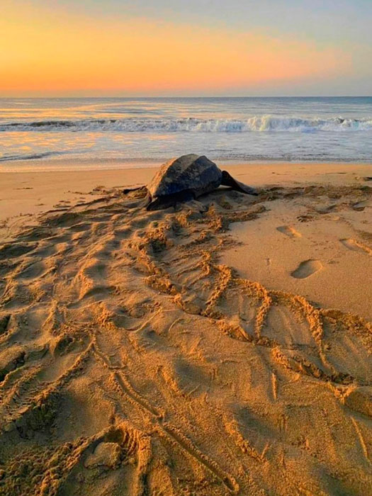 turtle and eggs