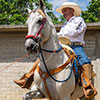 Caballos que bailan