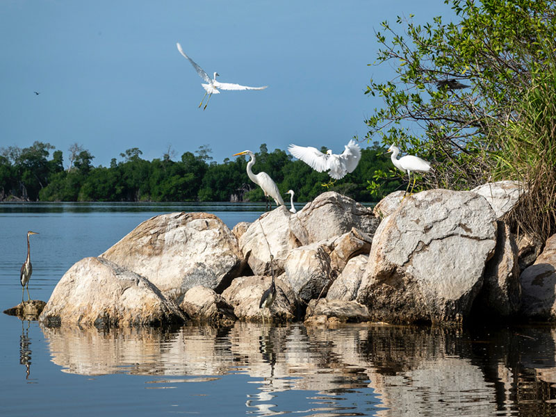 isla gallo