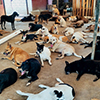 Refugio canino, Colotepec