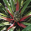 The Botanic Garden - A visit to the wilderness