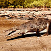 Crocodile Sancturary