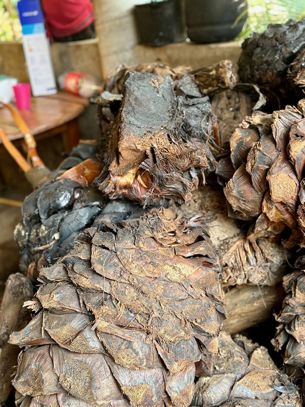 Piña de agave de tobalá, San Vicente Coatlán