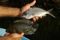 Mojarra