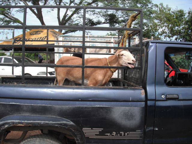 Livestock Market in Colotepec
