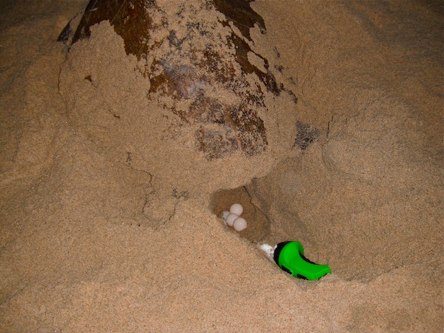 Olive ridley, eggs, Escobilla