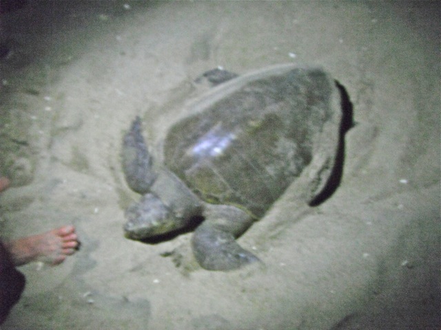 Olive ridley turtles, Escobilla