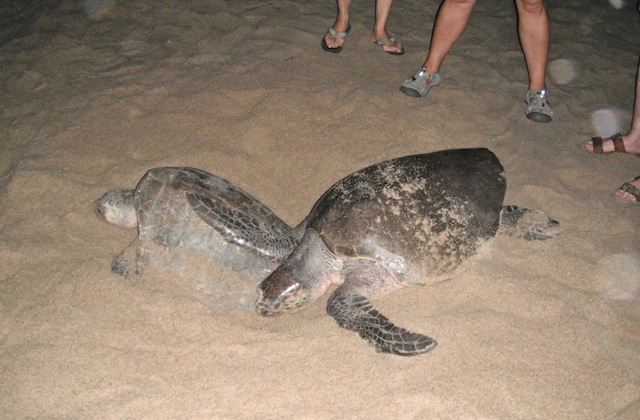 Olive ridley turtles, Escobilla