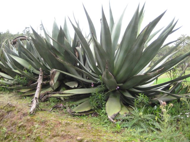 Agave Arroqueño