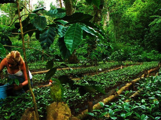 Coffee, nursery Finca las Nieves.<br />Photo: Gustavo Boltjes
