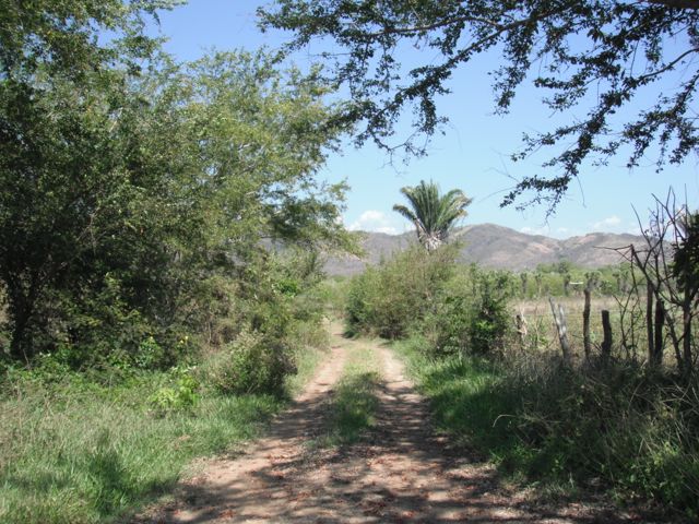 Palmarito