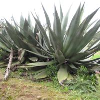 Artisanal Mescal